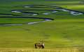 莫日格勒·额尔古纳湿地·白桦林·呼和诺尔湖6日游(内蒙古·双卧)