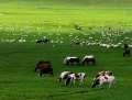 草原穿越、撒欢牧场、丽丽娅庄园、黑山头骑马6日游(内蒙古)